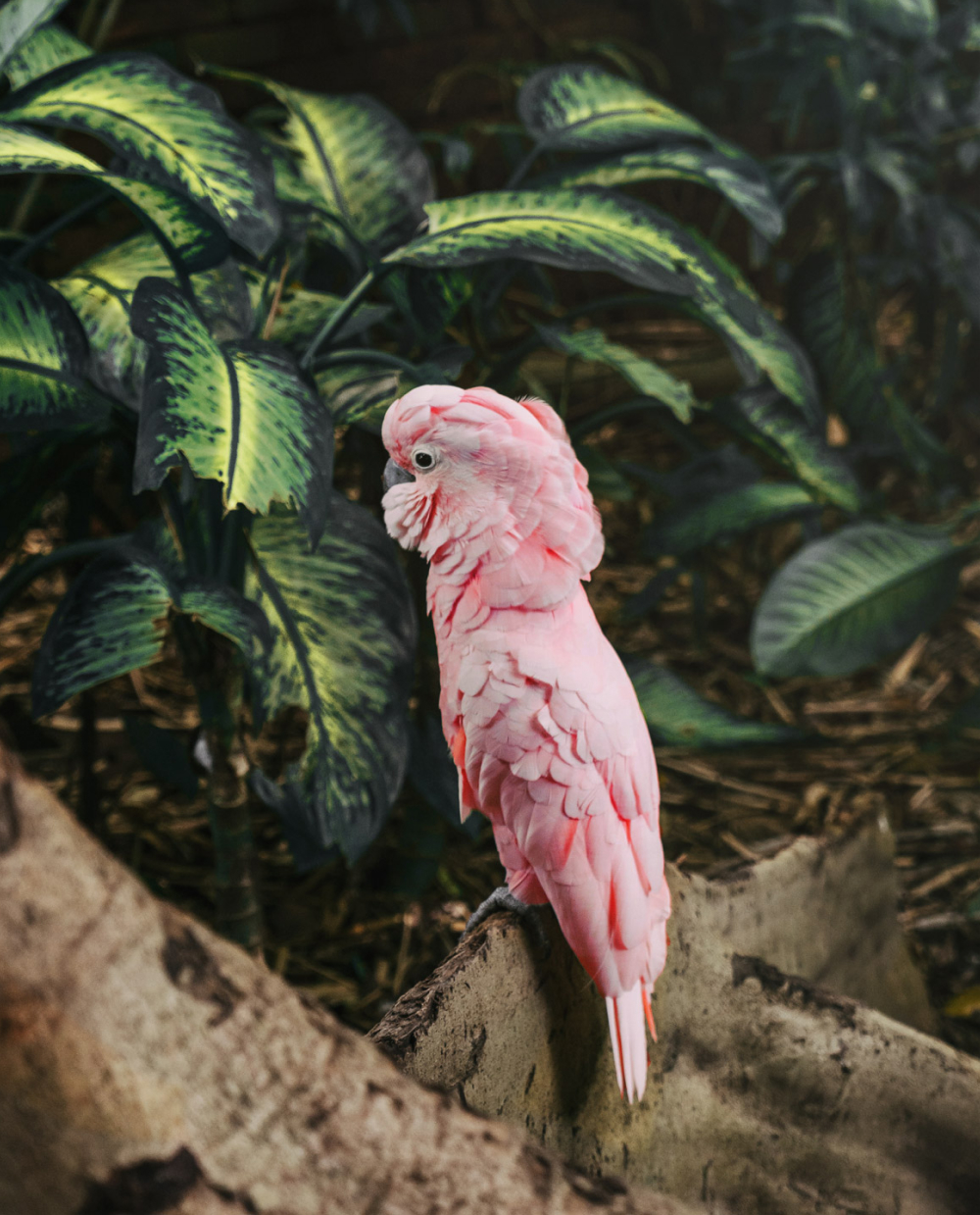 parrot2